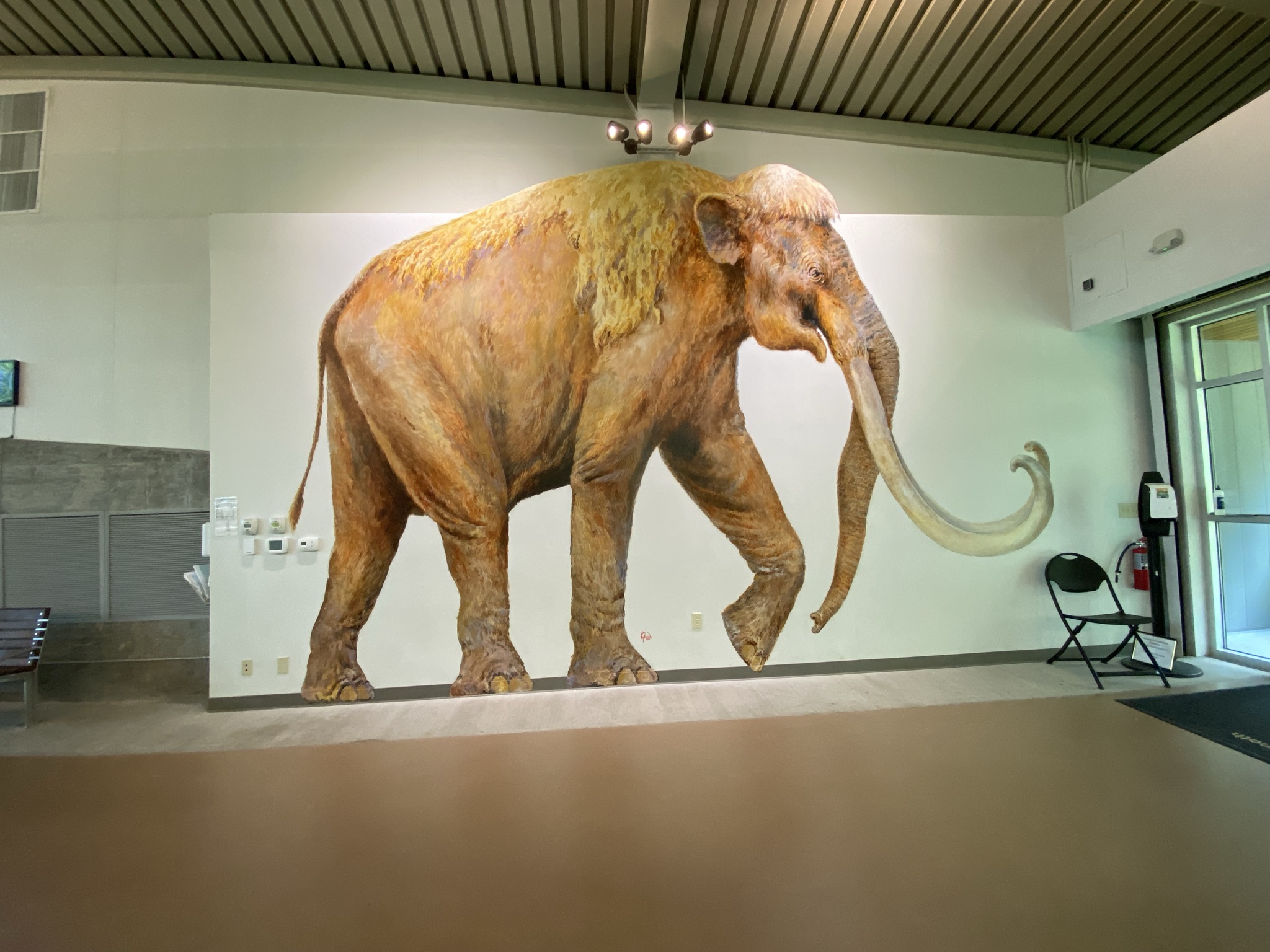 新品　 Maximus Mammoth マンモス Everything's Bigger in Texas… Even the Fossils!: Waco Mammoth