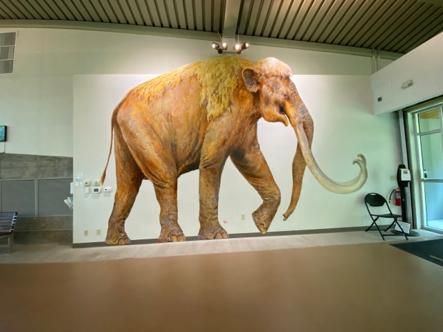 Everything's Bigger in Texas… Even the Fossils!: Waco Mammoth